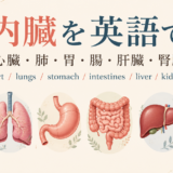内臓を英語で：心臓 heart、肺 lungs、胃 stomach、腸 intestines、肝臓 liver、腎臓 kidneys