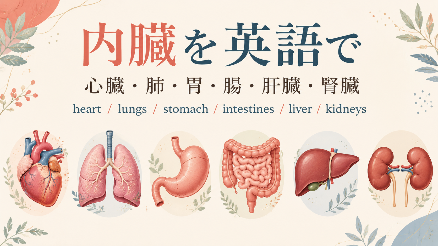 内臓を英語で:心臓 heart、肺 lungs、胃 stomach、腸 intestines、肝臓 liver、腎臓 kidneys