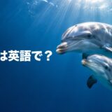 海を泳ぐイルカと「イルカは英語で?」の文字
