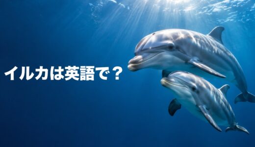 イルカは英語で？dolphinの発音・複数形とporpoiseとの違い
