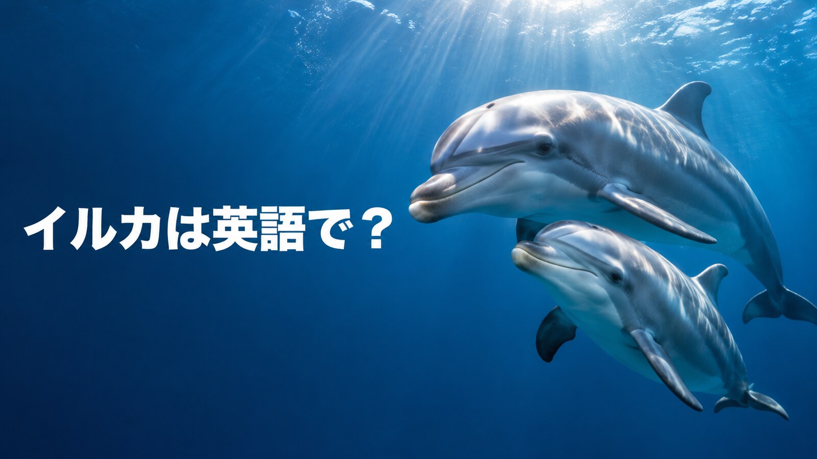 イルカは英語で？dolphinの発音・複数形とporpoiseとの違い