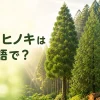 杉とヒノキを英語で紹介する記事のアイキャッチ