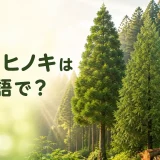 杉とヒノキを英語で紹介する記事のアイキャッチ