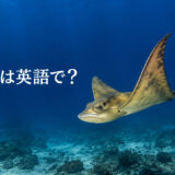 海中を飛ぶように泳ぐトビエイと「トビエイは英語で？」の文字