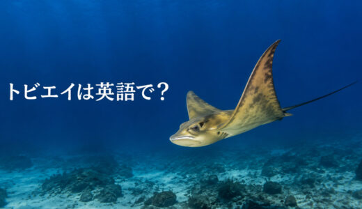 トビエイは英語で？Japanese eagle rayの発音・複数形とマダラトビエイとの違い