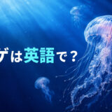 水中を漂うクラゲと「クラゲは英語で?」の文字