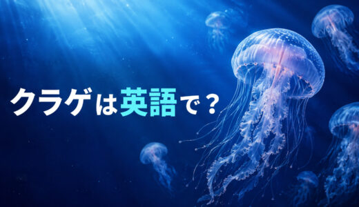 クラゲは英語で？jellyfishの発音・複数形と「刺された」の英語表現