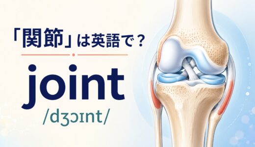 「関節」は英語で？jointの発音・語源、articulationとの違い
