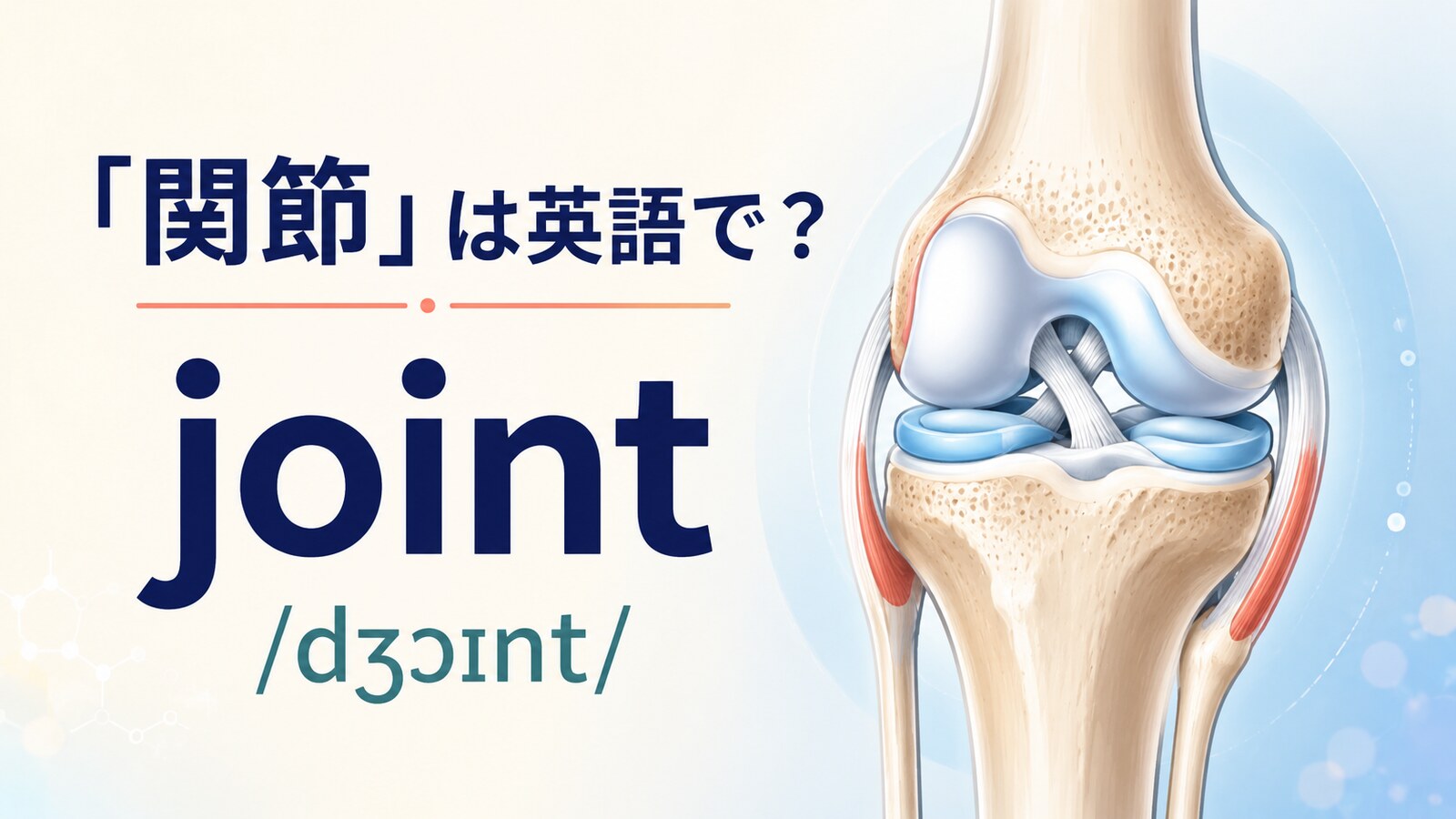 「関節」は英語で？jointの発音・語源、articulationとの違い