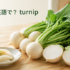 かぶは英語でturnipと説明する記事のアイキャッチ