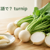 かぶは英語でturnipと説明する記事のアイキャッチ