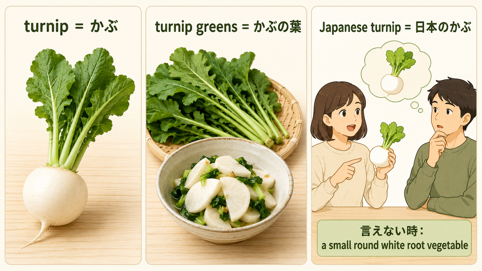 turnipはかぶ、turnip greensはかぶの葉、Japanese turnipは日本のかぶと説明する図