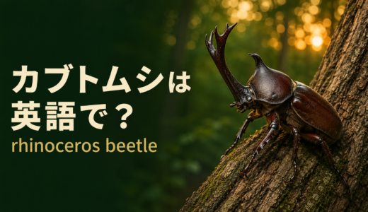 カブトムシは英語で？rhinoceros beetleの発音・名前の由来とクワガタとの違い