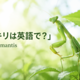 カマキリは英語でpraying mantisと紹介する緑のカマキリのアイキャッチ
