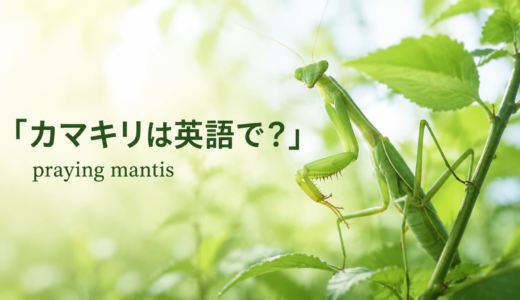 カマキリは英語で？praying mantisの発音・名前の由来と卵、幼虫の英語