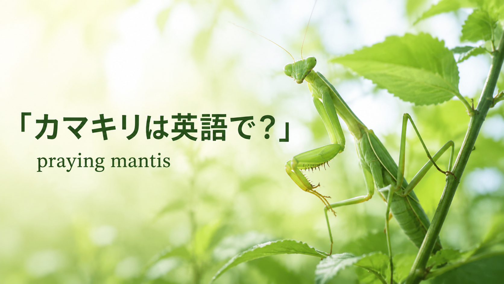 カマキリは英語でpraying mantisと紹介する緑のカマキリのアイキャッチ