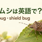 カメムシは英語でstink bug・shield bugと示したアイキャッチ