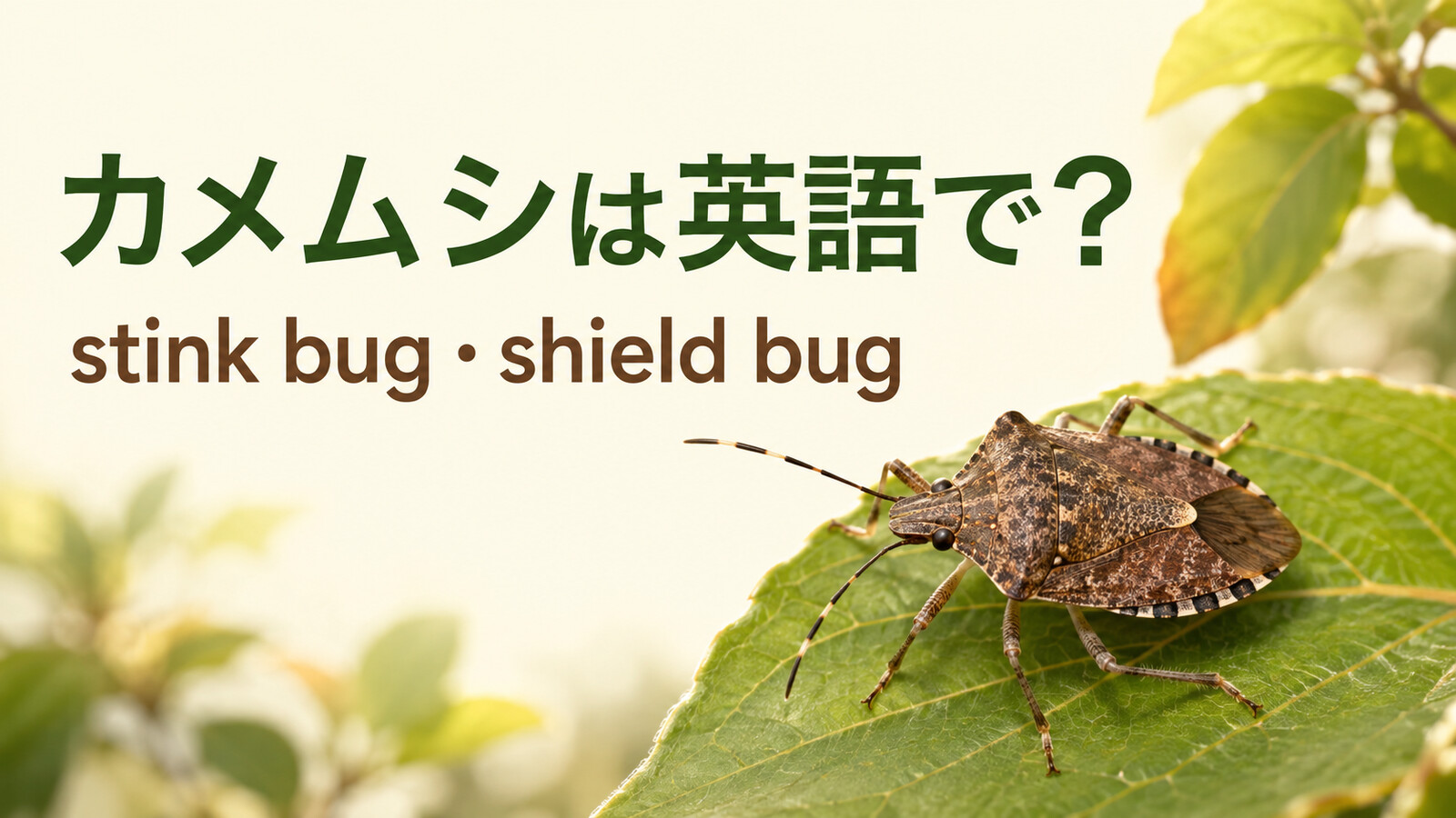 カメムシは英語で？stink bug・shield bugの違いと「臭い」の言い方