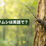 木の幹にとまる長い触角のカミキリムシと「カミキリムシは英語で？」の文字