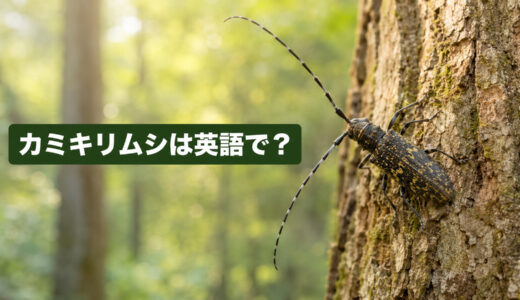 カミキリムシは英語で？longhorn beetleの発音・名前の由来・クワガタとの違い