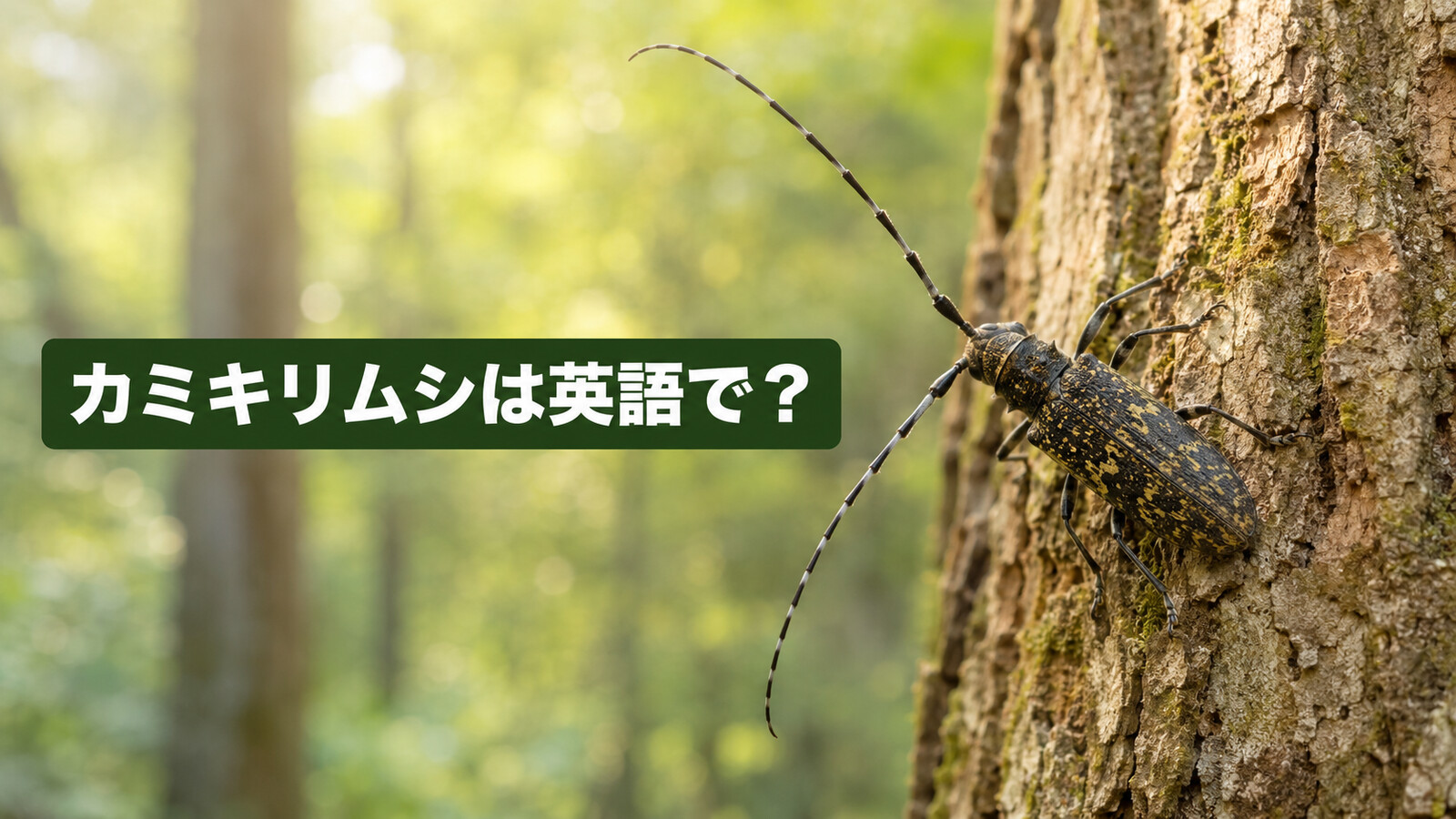 カミキリムシは英語で？longhorn beetleの発音・名前の由来・クワガタとの違い