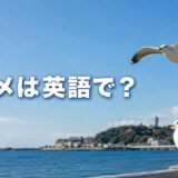 海辺を飛ぶカモメと「カモメは英語で?」の文字