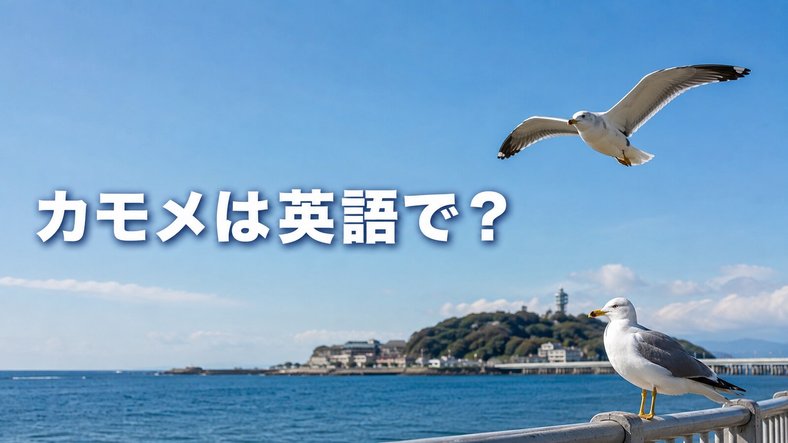 カモメは英語で？gullとseagullの違い・発音・複数形を解説