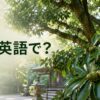樫は英語で？神社の森に育つ常緑のevergreen oakとどんぐり