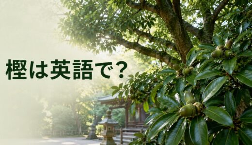 樫は英語で？oak・evergreen oak、ナラとの違い・学名とどんぐりの表現