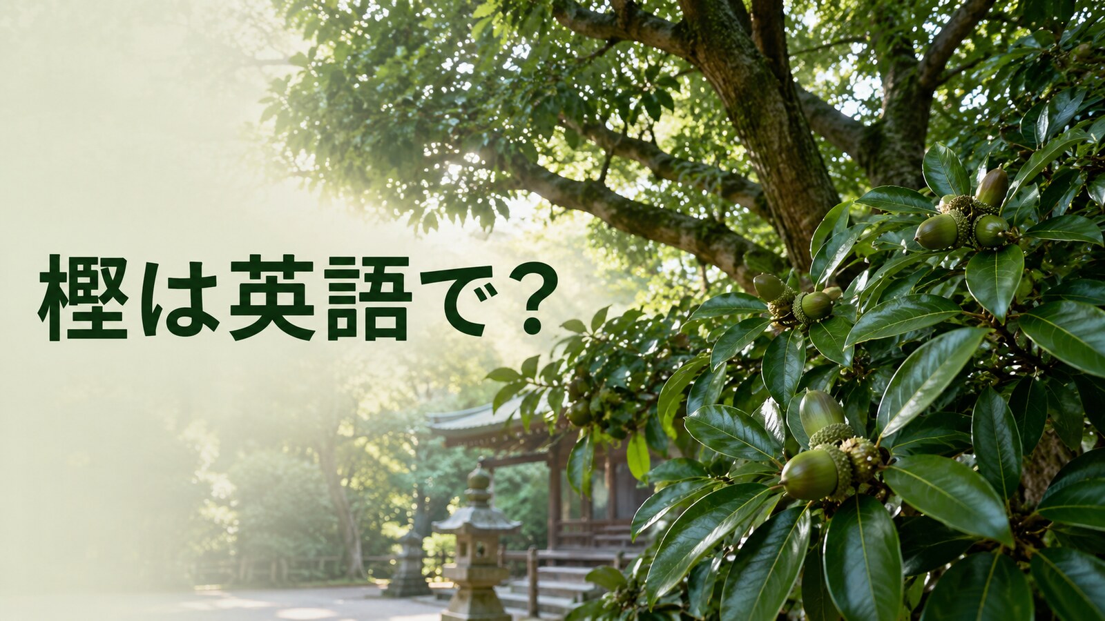樫は英語で？oak・evergreen oak、ナラとの違い・学名とどんぐりの表現