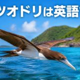 南の海を飛ぶカツオドリと「カツオドリは英語で？」の文字