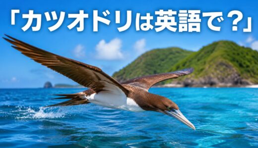カツオドリは英語で？brown boobyの発音・複数形と名前の意外な由来