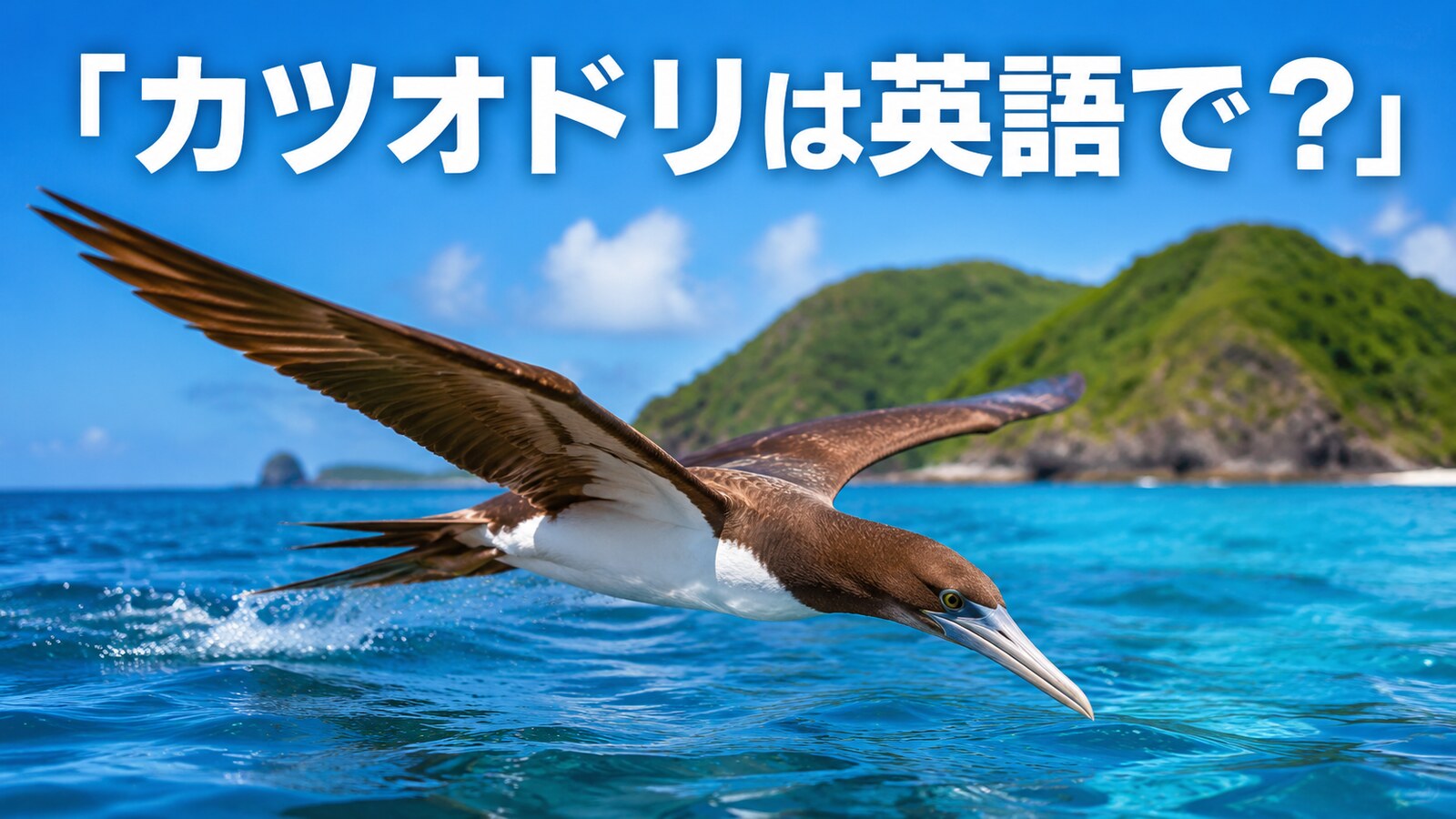 南の海を飛ぶカツオドリと「カツオドリは英語で?」の文字