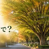 欅は英語で？秋色に染まり始めたJapanese zelkovaの街路樹