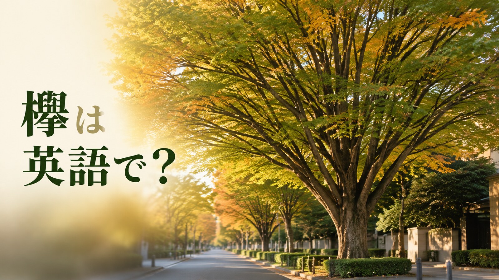 欅は英語で？秋色に染まり始めたJapanese zelkovaの街路樹