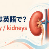 腎臓は英語でkidneyまたはkidneys｜発音と腎臓に関する英語を解説するアイキャッチ