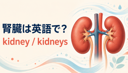 「腎臓」は英語で？kidneyとkidneysの違い・発音、renalと腎機能の英語