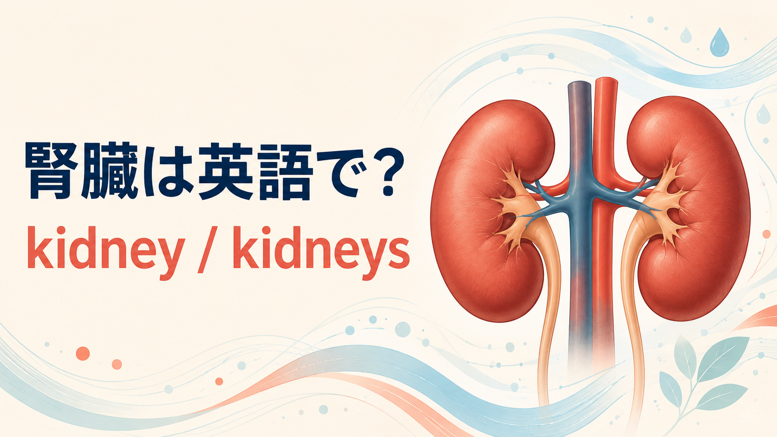 「腎臓」は英語で？kidneyとkidneysの違い・発音、renalと腎機能の英語