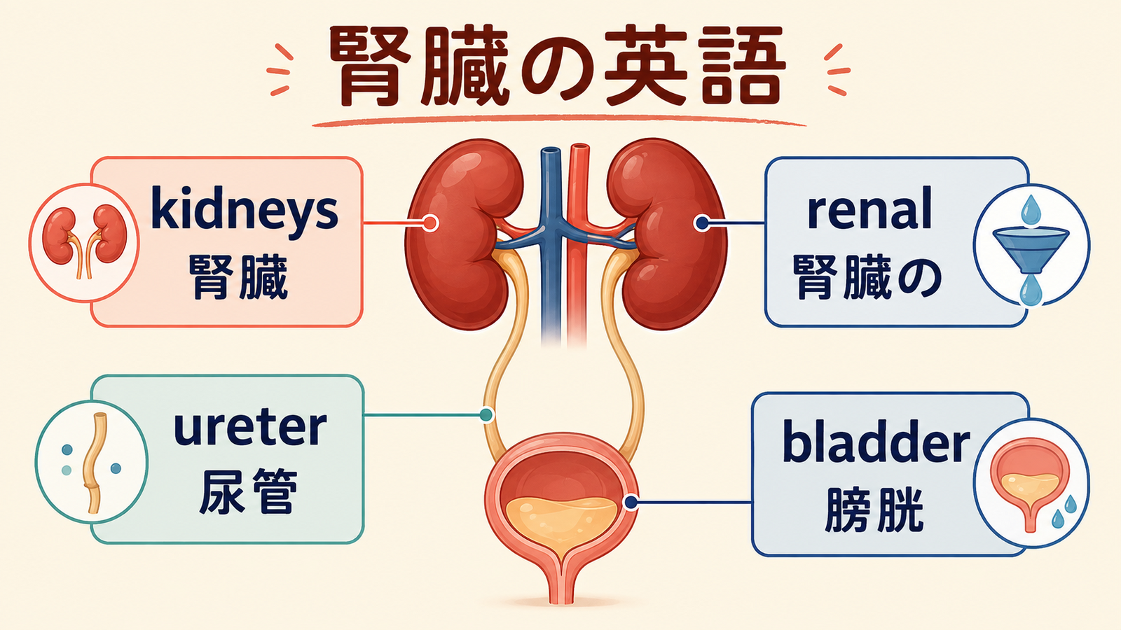 kidneys・ureter・bladder・renalの意味を示す腎臓と尿路の英語図解