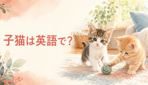 子猫は英語で？kitten・kitty・catの違いとかわいい例文