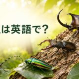 甲虫は英語で？カブトムシ・クワガタ・タマムシなどの英語一覧