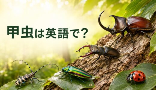 甲虫は英語で？カブトムシ・クワガタ・タマムシなどbeetleの一覧