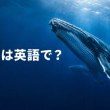 海を泳ぐクジラと「クジラは英語で？」の文字