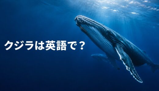 クジラは英語で？whaleの発音・複数形とヒゲクジラ・ハクジラの違い