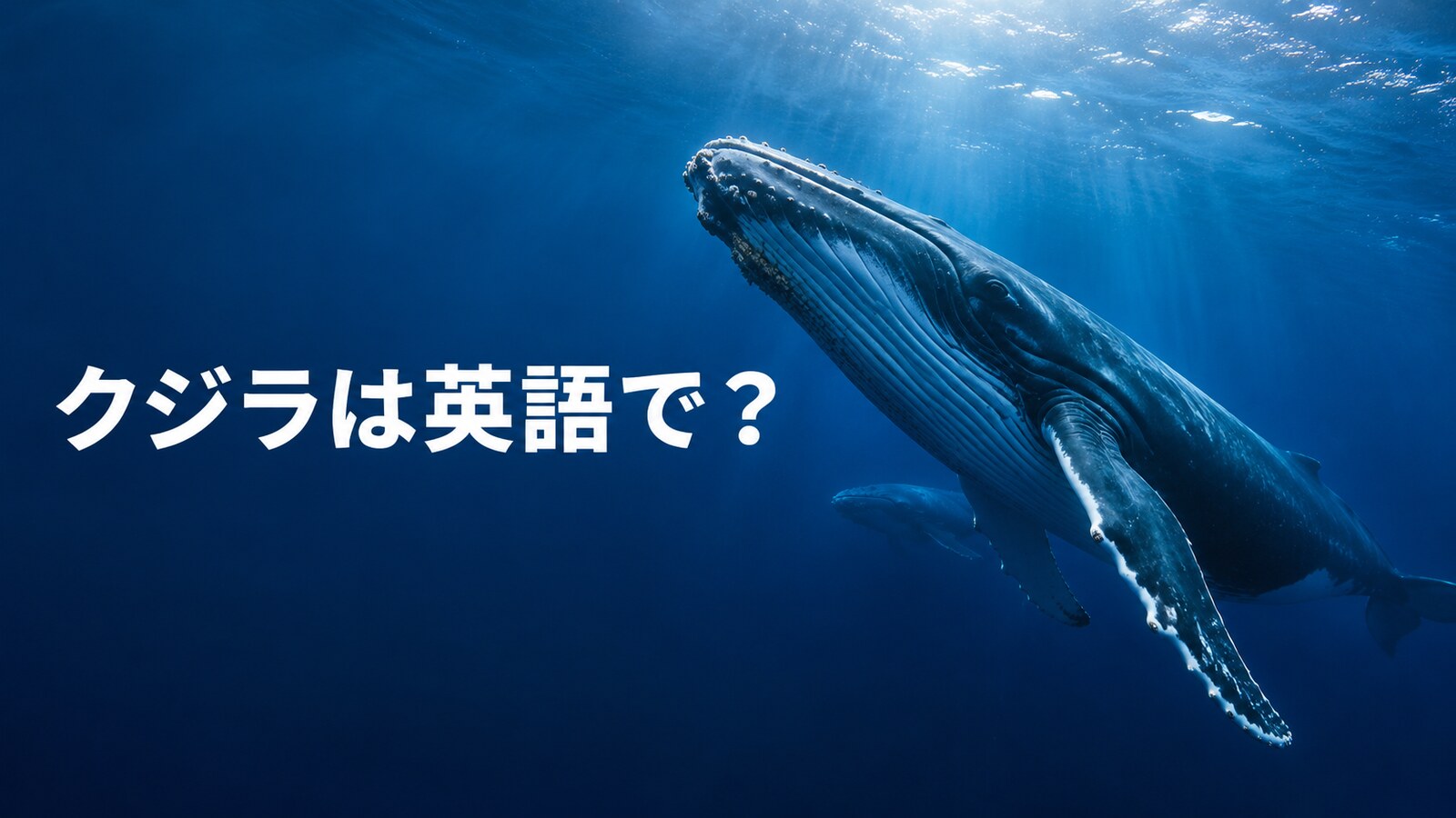 クジラは英語で？whaleの発音・複数形とヒゲクジラ・ハクジラの違い