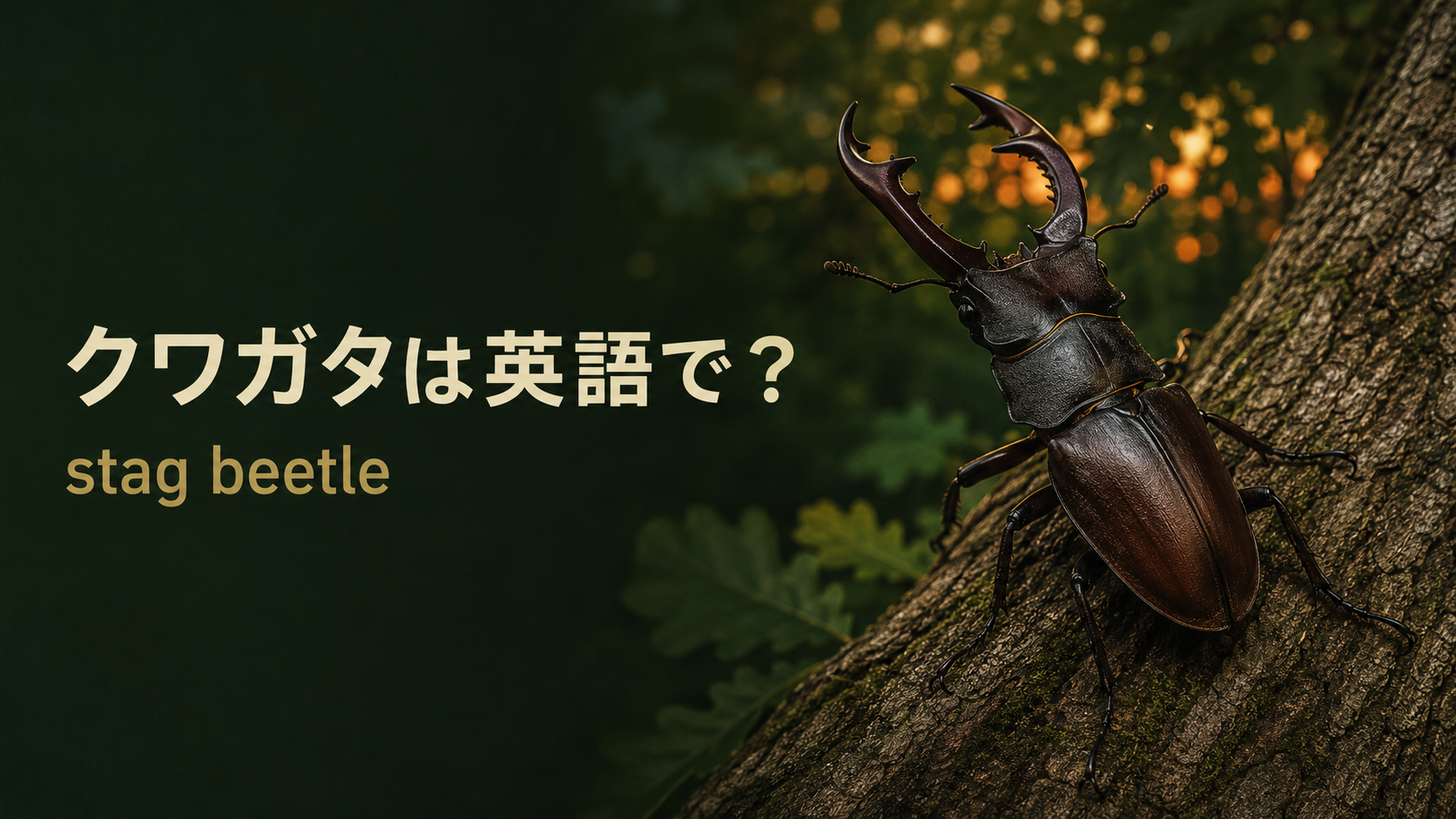 クワガタは英語で？stag beetleの発音・名前の由来とカブトムシとの違い