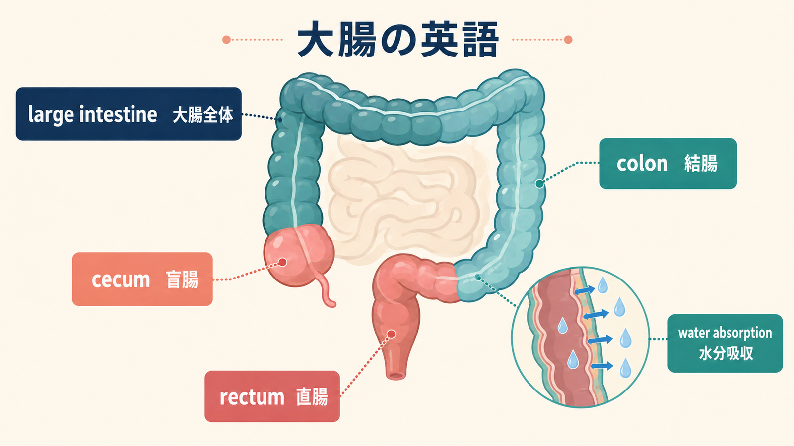 large intestine、cecum、colon、rectumと水分吸収を示す大腸の英語図解
