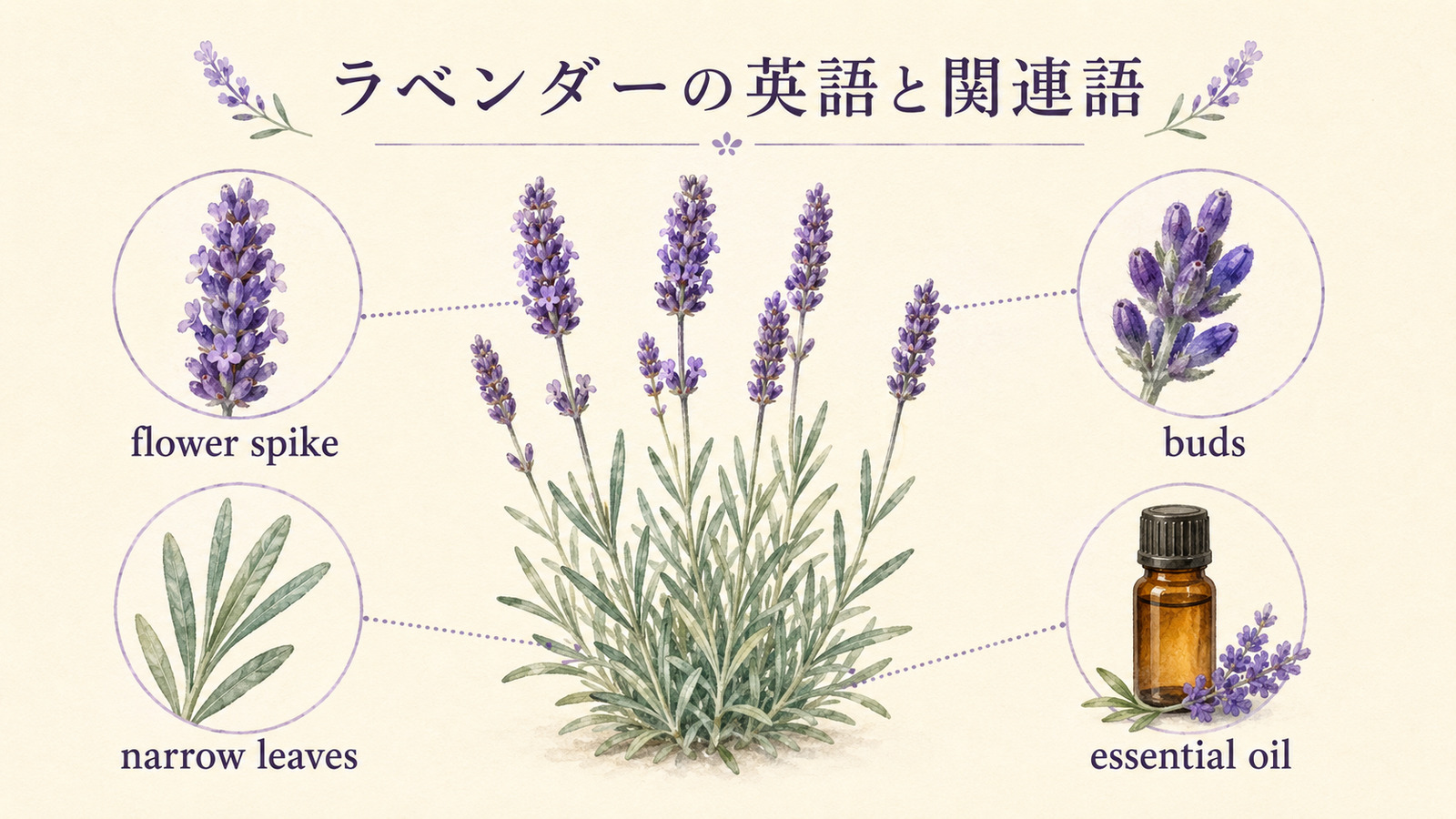 ラベンダーの花穂・つぼみ・細い葉・エッセンシャルオイルを英語で示した植物解説イラスト