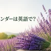 ラベンダー畑と花束、「ラベンダーは英語で？」の文字