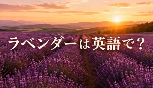 ラベンダーは英語で？lavenderの発音・語源、香りと北海道の花畑を説明する例文